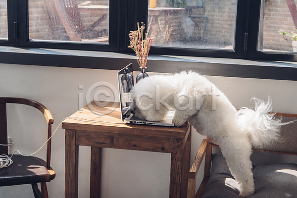 귀여움 사람없음 JPG 포토 강아지 노트북 동물 동물라이프 반려 반려동물 비숑프리제 실내 의자 창문 탁자 한마리