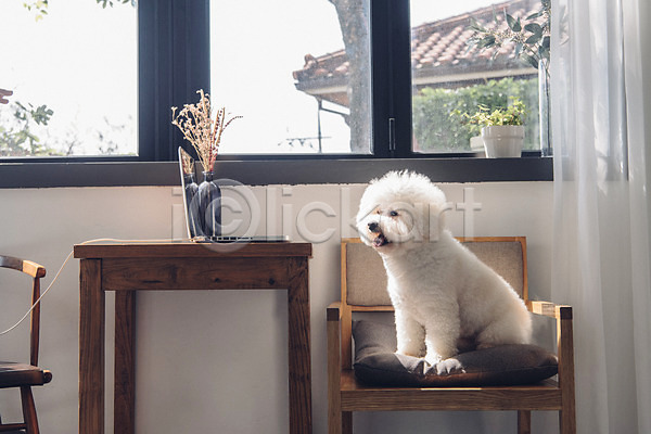 귀여움 사람없음 JPG 포토 강아지 꽃병 노트북 동물 동물라이프 반려 반려동물 비숑프리제 실내 앉기 의자 창문 탁자 한마리