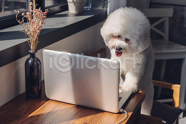 귀여움 사람없음 JPG 포토 강아지 꽃병 노트북 동물 동물라이프 반려 반려동물 비숑프리제 서기 실내 응시 탁자 한마리