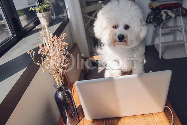 귀여움 사람없음 JPG 포토 강아지 꽃병 노트북 동물 동물라이프 반려 반려동물 비숑프리제 실내 창문 탁자 한마리