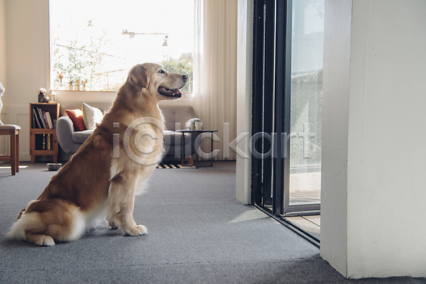 귀여움 사람없음 JPG 포토 강아지 골든리트리버 동물 동물라이프 반려 반려동물 소파 실내 앉기 응시 창문 한마리