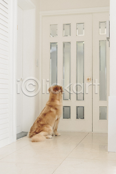 귀여움 사람없음 JPG 포토 강아지 골든리트리버 기다림 동물 동물라이프 문 반려 반려동물 실내 응시 한마리