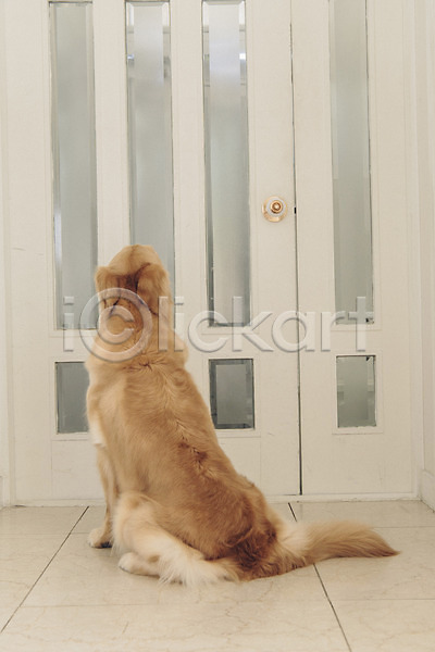 귀여움 사람없음 JPG 포토 강아지 골든리트리버 기다림 동물 동물라이프 문 반려 반려동물 실내 앉기 응시 한마리