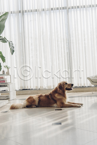 귀여움 사람없음 JPG 포토 강아지 골든리트리버 눕기 동물 동물라이프 반려 반려동물 실내 응시 창문 커튼 한마리