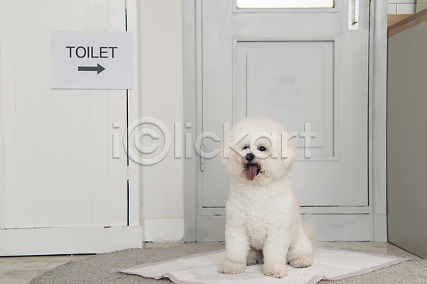 귀여움 사람없음 JPG 포토 강아지 동물 동물라이프 문 반려 반려동물 배변패드 비숑프리제 실내 앉기 응시 한마리 화장실