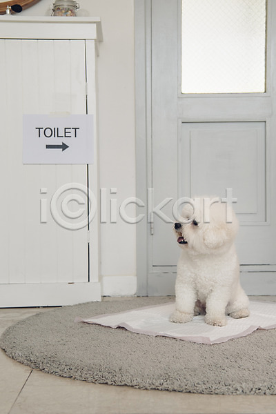 귀여움 사람없음 JPG 포토 강아지 동물 동물라이프 문 반려 반려동물 배변패드 비숑프리제 실내 앉기 응시 한마리 화장실