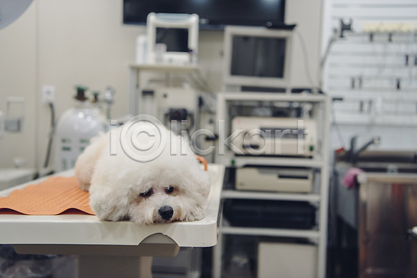귀여움 사람없음 JPG 아웃포커스 포토 강아지 건강검진 눕기 동물 동물라이프 동물병원 반려 반려동물 비숑프리제 실내 의료기기 진료 한마리