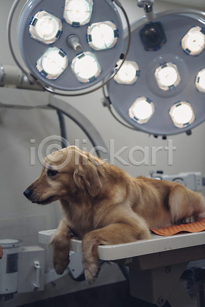 귀여움 사람없음 JPG 아웃포커스 포토 강아지 건강검진 골든리트리버 눕기 동물 동물라이프 동물병원 반려 반려동물 실내 응시 의료기기 진료 한마리