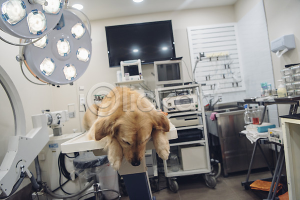 귀여움 사람없음 JPG 아웃포커스 포토 강아지 건강검진 골든리트리버 눕기 동물 동물라이프 동물병원 반려 반려동물 실내 응시 의료기기 진료 한마리