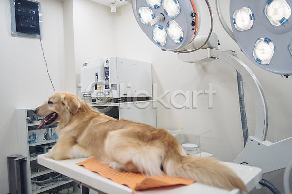 귀여움 사람없음 JPG 아웃포커스 포토 강아지 건강검진 골든리트리버 눕기 동물 동물라이프 동물병원 반려 반려동물 실내 의료기기 진료 한마리