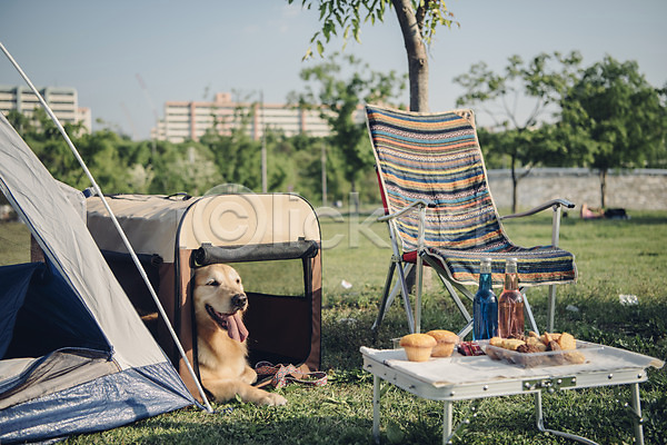 귀여움 산책 즐거움 사람없음 JPG 아웃포커스 포토 강아지 골든리트리버 동물 동물라이프 머핀 반려 반려동물 야외 음료 의자 잔디 주간 텐트 한마리