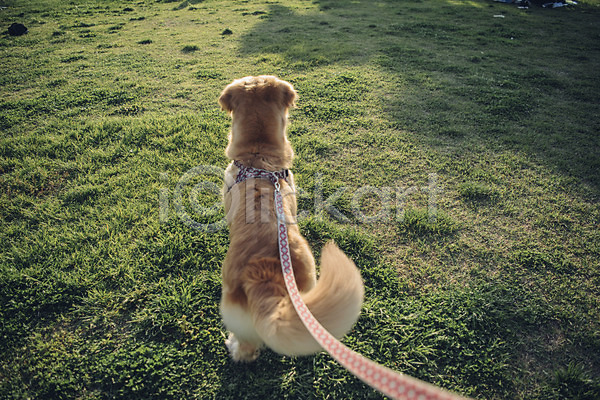 귀여움 산책 즐거움 사람없음 JPG 아웃포커스 포토 강아지 골든리트리버 동물 동물라이프 목줄 반려 반려동물 앉기 야외 잔디 주간 한마리