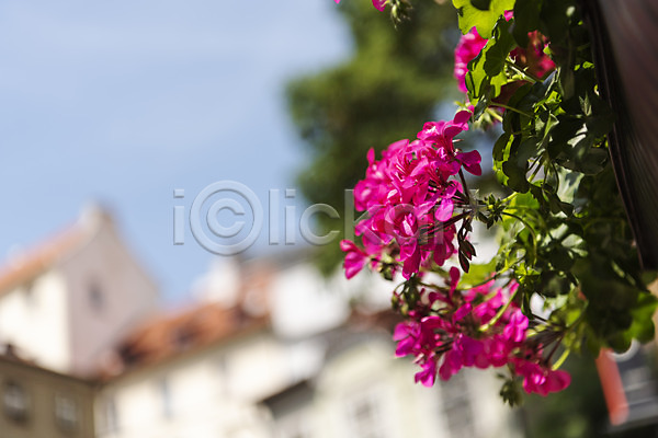 사람없음 JPG 근접촬영 아웃포커스 포토 꽃 도시풍경 야외 유럽풍경 주간 체코 풍경(경치) 프라하 해외도시 해외풍경