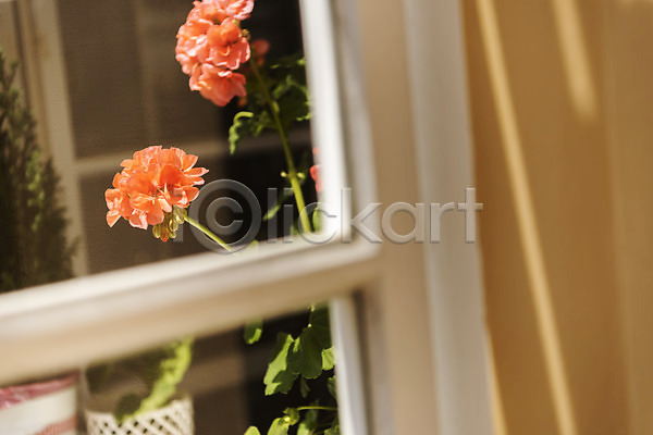 사람없음 JPG 포토 꽃 도시풍경 유럽풍경 창가 창문 체코 풍경(경치) 프라하 해외도시 해외풍경 화분