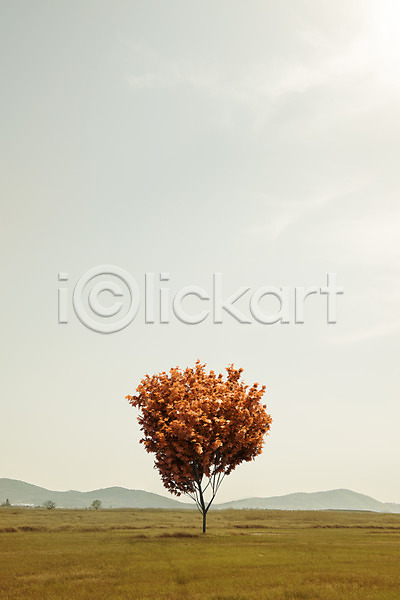 사람없음 PSD 디지털합성 편집이미지 가을(계절) 가을풍경 계절 농촌 단풍나무 백그라운드 산등성이 시골 자연 초원(자연) 풍경(경치) 하늘 한그루