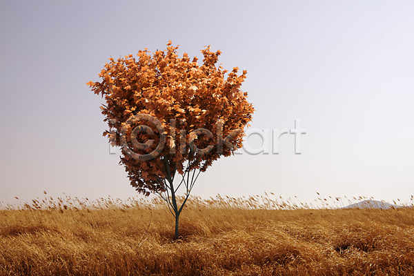 사람없음 PSD 디지털합성 편집이미지 가을(계절) 가을풍경 갈대(식물) 갈대밭 계절 단풍나무 백그라운드 산등성이 자연 초원(자연) 풍경(경치) 하늘 한그루