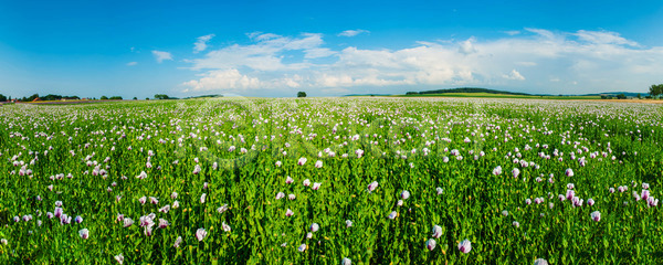 사람없음 JPG 포토 해외이미지 강렬 구름 꽃 꽃무늬 내추럴 농장 많음 밭 백그라운드 벚꽃 봄 시골 야외 양귀비 여름 자연 초록색 파노라마 파라다이스 파란색 풍경 하늘 해외202004 해외포토 흰색