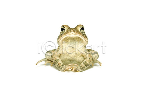 사람없음 JPG 포토 해외이미지 갈색 개구리 고립 닫기 동물 두꺼비 백그라운드 생물학 앉기 야생동물 양서류 자연 파충류 표현 한마리 해외202004 흰배경 흰색