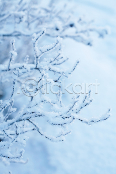 사람없음 JPG 근접촬영 아웃포커스 포토 해외이미지 겨울 겨울풍경 나뭇가지 눈(날씨) 야외 자연 주간 해외202004