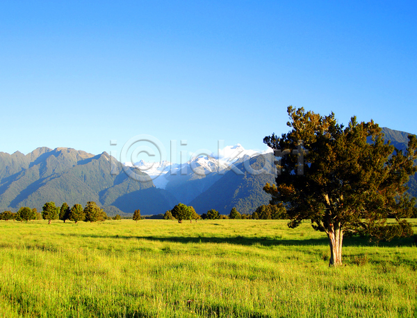 사람없음 JPG 포토 해외이미지 나무 뉴질랜드 방목장 밭 산 세계 요리 자연 재산 지역 초록색 파란색 풍경(경치) 하늘 해외202004