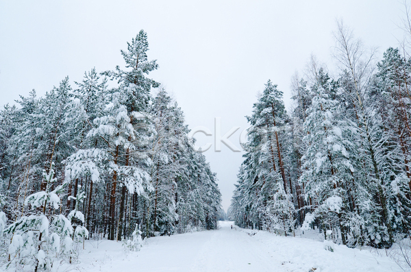 추위 사람없음 JPG 포토 해외이미지 12월 겨울 계절 공원 나무 나뭇가지 내추럴 냉동 눈내림 눈송이 도로 목재 서리 숲 야외 얼음 여행 자연 장면 전나무 태양 파란색 폭설 풍경(경치) 하늘 해외202004 환경 황무지 흰색