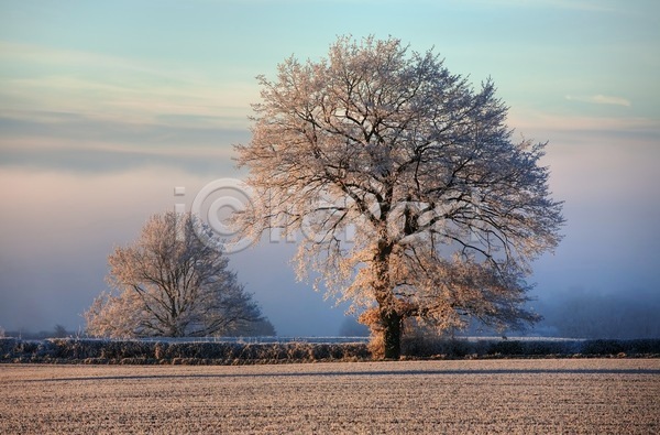 사람없음 JPG 포토 해외이미지 겨울 겨울풍경 나무 야외 영국 잉글랜드 주간 하늘 해외202004