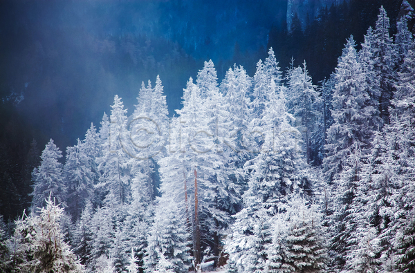 사람없음 JPG 포토 해외이미지 겨울 겨울풍경 나무 루마니아 야외 자연 주간 해외202004