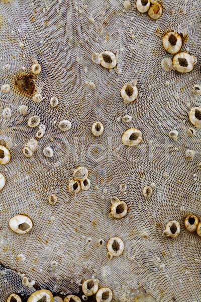 사람없음 JPG 포토 해외이미지 굴 그물 껍질 백그라운드 부식 산호 자연 해외202004