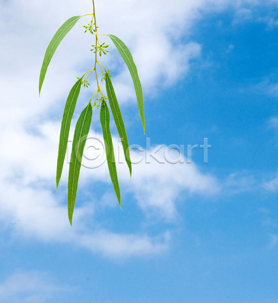 사람없음 JPG 포토 해외이미지 구름(자연) 나뭇가지 닫기 식물 유칼립투스 잎 자연 초록색 하늘 해외202004