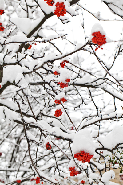추위 사람없음 JPG 포토 해외이미지 겨울 계절 나뭇가지 내추럴 냉동 묘사 빨간색 서리 식물 야외 얼음 열매 자연 재 진홍색 컬러풀 크리스탈 해외202004