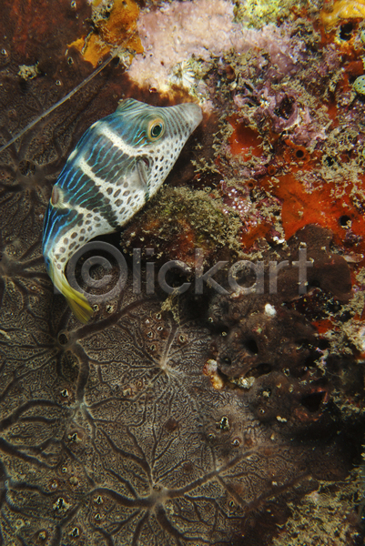 사람없음 JPG 포토 해외이미지 물 산호 수중 어류 인도네시아 컬러풀 태평양 해외202004