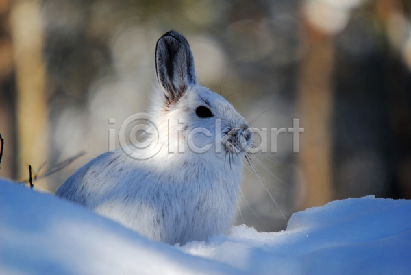 사람없음 JPG 포토 해외이미지 겨울 눈(날씨) 눈덮임 야외 응시 주간 토끼 한마리 흰토끼