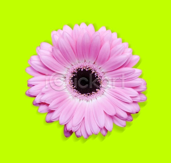 사람없음 JPG 포토 해외이미지 거베라 고립 꽃 묘사 봄 분홍색 식물 여름(계절) 자연 초록색 클리핑패스 해외202004