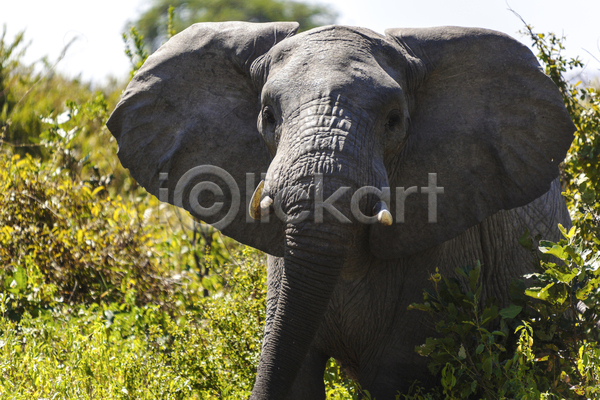 사람없음 JPG 포토 해외이미지 귀 눈(신체부위) 동물상 머리 식물 아프리카 야생동물 초록색 코끼리 큼 탄자니아 포유류 해외202004 황무지 회색
