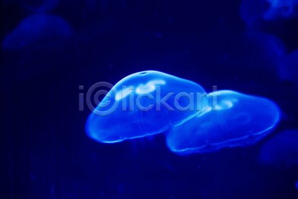 사람없음 JPG 포토 해외이미지 두마리 바닷속 수중동물 자포동물 파란색 해외202004 해파리