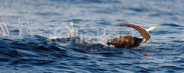 위험 사람없음 JPG 포토 해외이미지 갈색 거짓 낚시 남쪽 동물 만 망토 물 물개 미소 바다 백그라운드 사냥 사자 섬 수영 수중 신체 아프리카 야생동물 어류 응시 이국적 자연 잡기 젖음 지느러미 타운 털 파란색 포유류 해외202004 해외포토