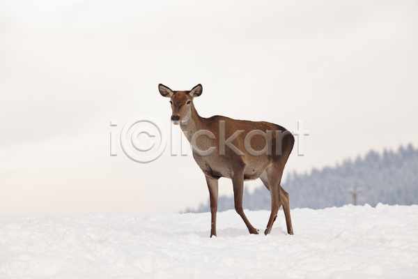 사람없음 JPG 포토 해외이미지 겨울 눈내림 사슴 숲 야생동물 야외 유럽 주간 해외202004