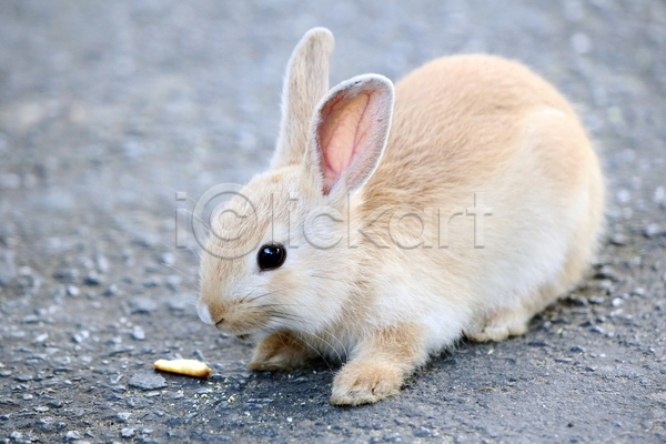 사람없음 JPG 포토 해외이미지 바닥 씨앗 아스팔트(도로) 야외 응시 주간 토끼 한마리