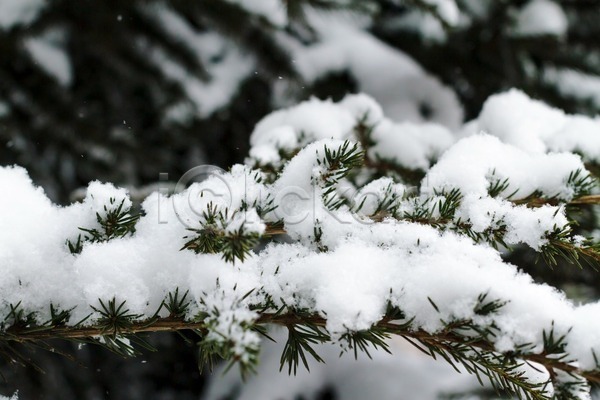 추위 사람없음 JPG 포토 해외이미지 12월 1월 2월 가로 겨울 계절 그리너리 나무 나뭇가지 날씨 내추럴 냉동 눈내림 눈송이 묘사 상록수 새해 서리 소나무 숲 식물 자연 전나무 초록색 침엽수 크리스마스 크리스마스트리 해외202004 휴가 흰색