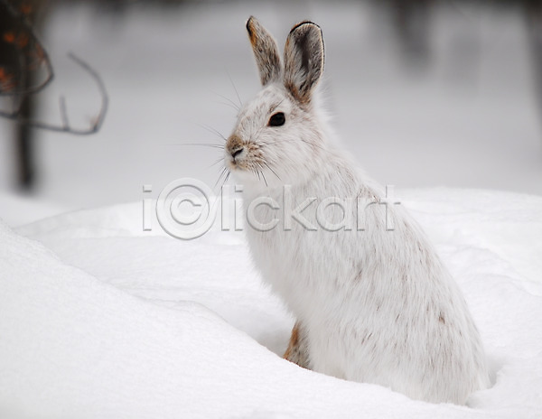사람없음 JPG 포토 해외이미지 겨울 눈(날씨) 야외 주간 토끼 한마리 흰토끼
