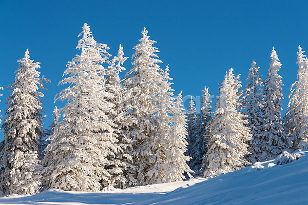 사람없음 JPG 포토 해외이미지 겨울 겨울풍경 나무 눈(날씨) 맑음 야외 자연 주간 하늘 해외202004