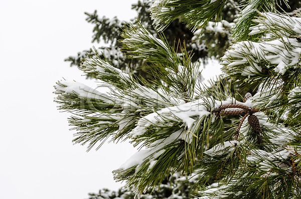 예측 추위 사람없음 JPG 포토 해외이미지 겨울 나무 나뭇가지 날씨 서리 소나무 얼음 온도 자연 초록색 해외202004 흰색