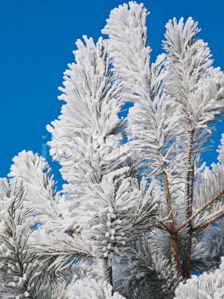 사람없음 JPG 포토 해외이미지 겨울 겨울풍경 나뭇가지 눈(날씨) 야외 자연 주간 하늘 해외202004