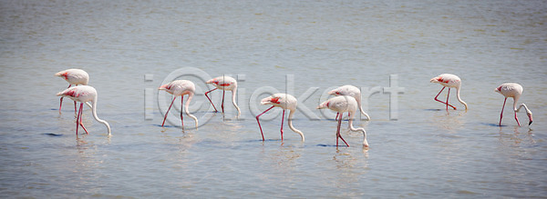사람없음 JPG 포토 해외이미지 공원 동물 동물상 물 백그라운드 부리 분홍색 빨간색 서기 야생동물 연못 자연 조류 프랑스 플라밍고 해외202004 해외포토 흰색