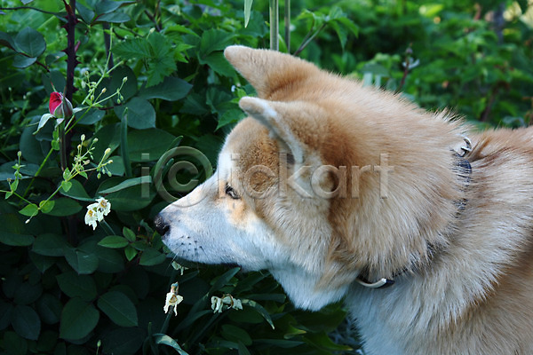 산책 사람없음 JPG 포토 해외이미지 강아지 냄새 반려견 아키타견 야외 주간 풀(식물) 한마리 해외202004