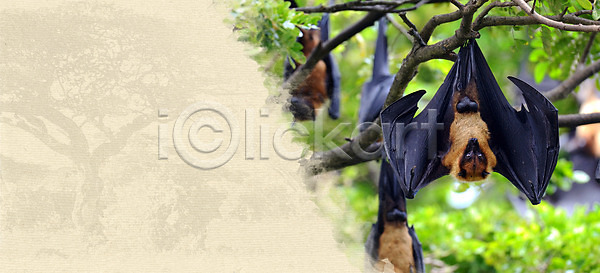 축하 사람없음 JPG 일러스트 템플릿 포토 해외이미지 개 공백 꼬리표 나무 동물 디자인 레이아웃 미술 배너 백그라운드 복고 비즈니스 사파리 세트 수집 수확 스타일 신용카드 아프리카 야생동물 여우 여행 옛날 우주 인쇄 자연 장식 종이 찢어짐 추상 컨셉 텍스트 패턴 포스터 프레임 해외202004 해외포토 휴가