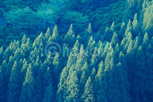 사람없음 JPG 포토 나무 백그라운드 산 삼나무 숲 식물 야외 자연 주간 풍경(경치)