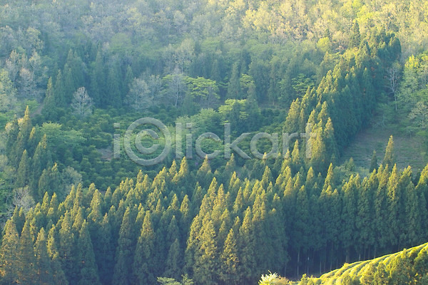 사람없음 JPG 포토 나무 백그라운드 산 삼나무 숲 식물 야외 자연 주간 풍경(경치)