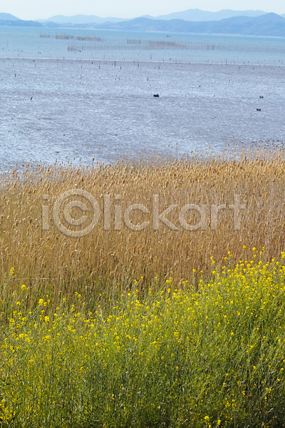 사람없음 JPG 포토 갈대(식물) 갯벌 꽃 꽃밭 바다 백그라운드 봄꽃 산 식물 야외 유채 자연 주간 풍경(경치) 하늘