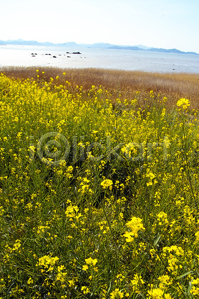 사람없음 JPG 포토 갈대(식물) 꽃 꽃밭 바다 백그라운드 봄꽃 산 식물 야외 유채 자연 주간 초원(자연) 풍경(경치) 하늘